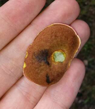 Image of Boletus carminiporus Bessette, Both & Dunaway 1998