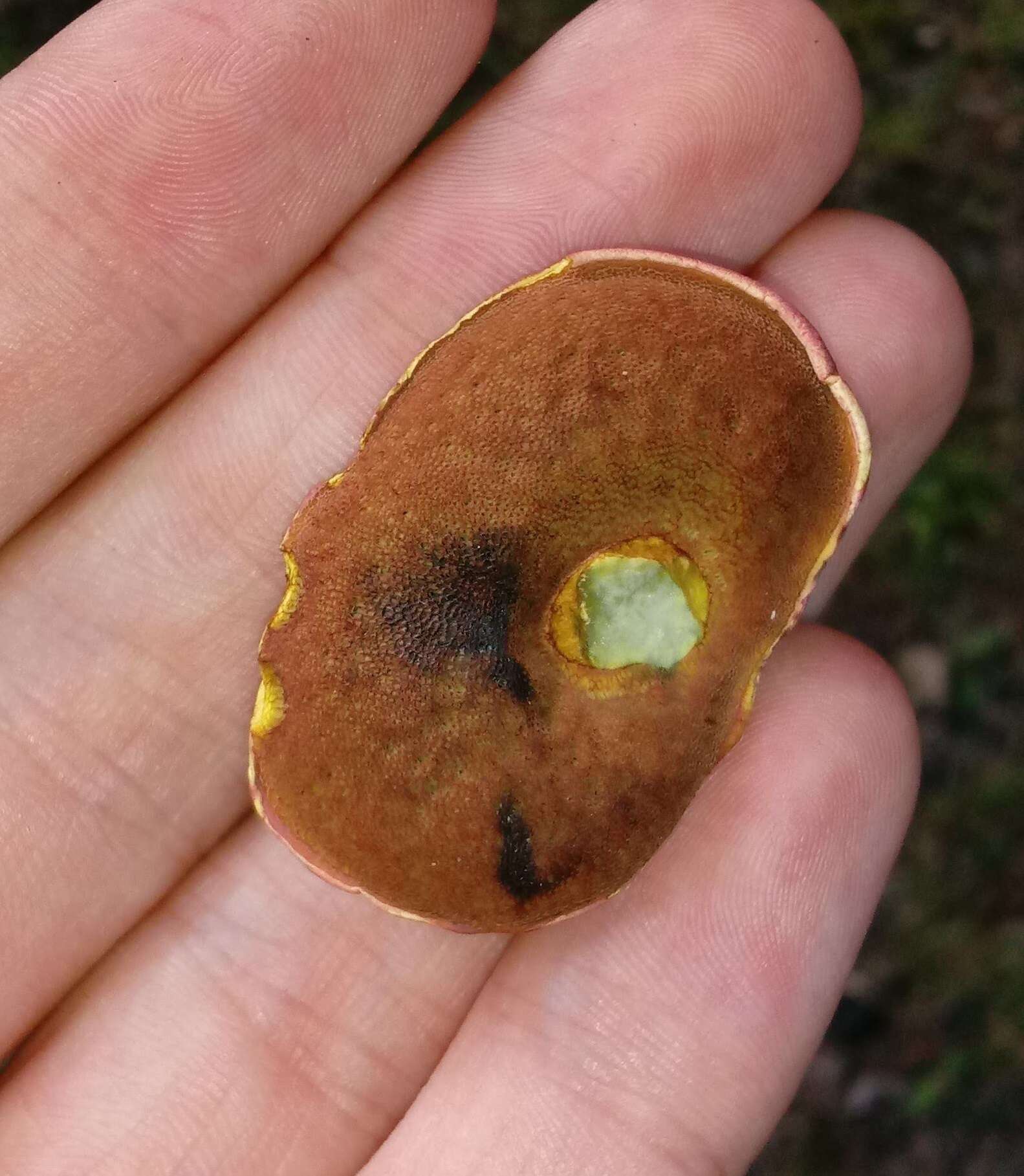 Sivun Boletus carminiporus Bessette, Both & Dunaway 1998 kuva