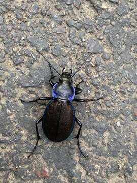 Image of Carabus (Morphocarabus) regalis Fischer von Waldheim 1820