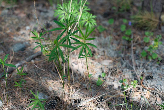 Image of lupine clover