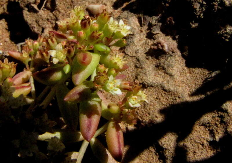 Image of Crassula expansa subsp. expansa