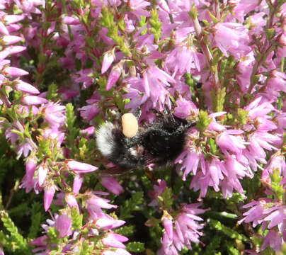 Image of Bombus soroeensis (Fabricius 1776)