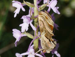 Image of Euchalcia variabilis Piller 1783