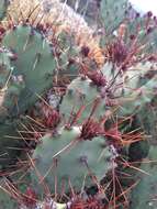 Image of pricklypear