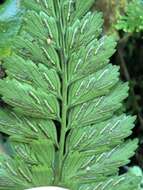 Image of Asplenium cuneatiforme Christ