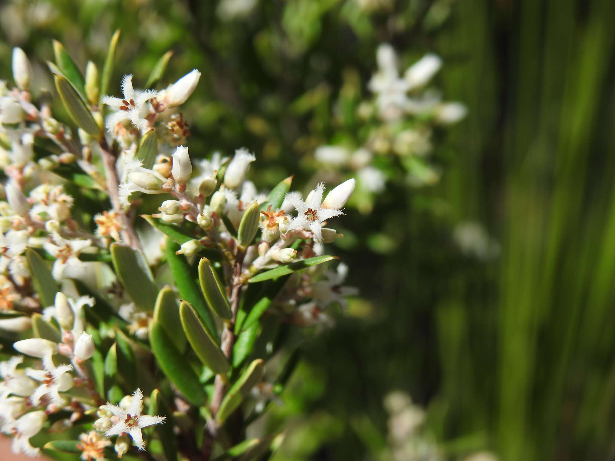 Image of Agiortia pedicellata (C. T. White) Quinn