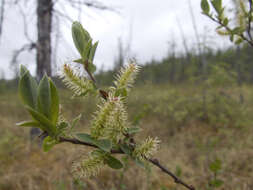 Image of Salix myrtilloides L.