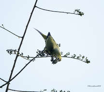 Image of Pin-tailed Green Pigeon