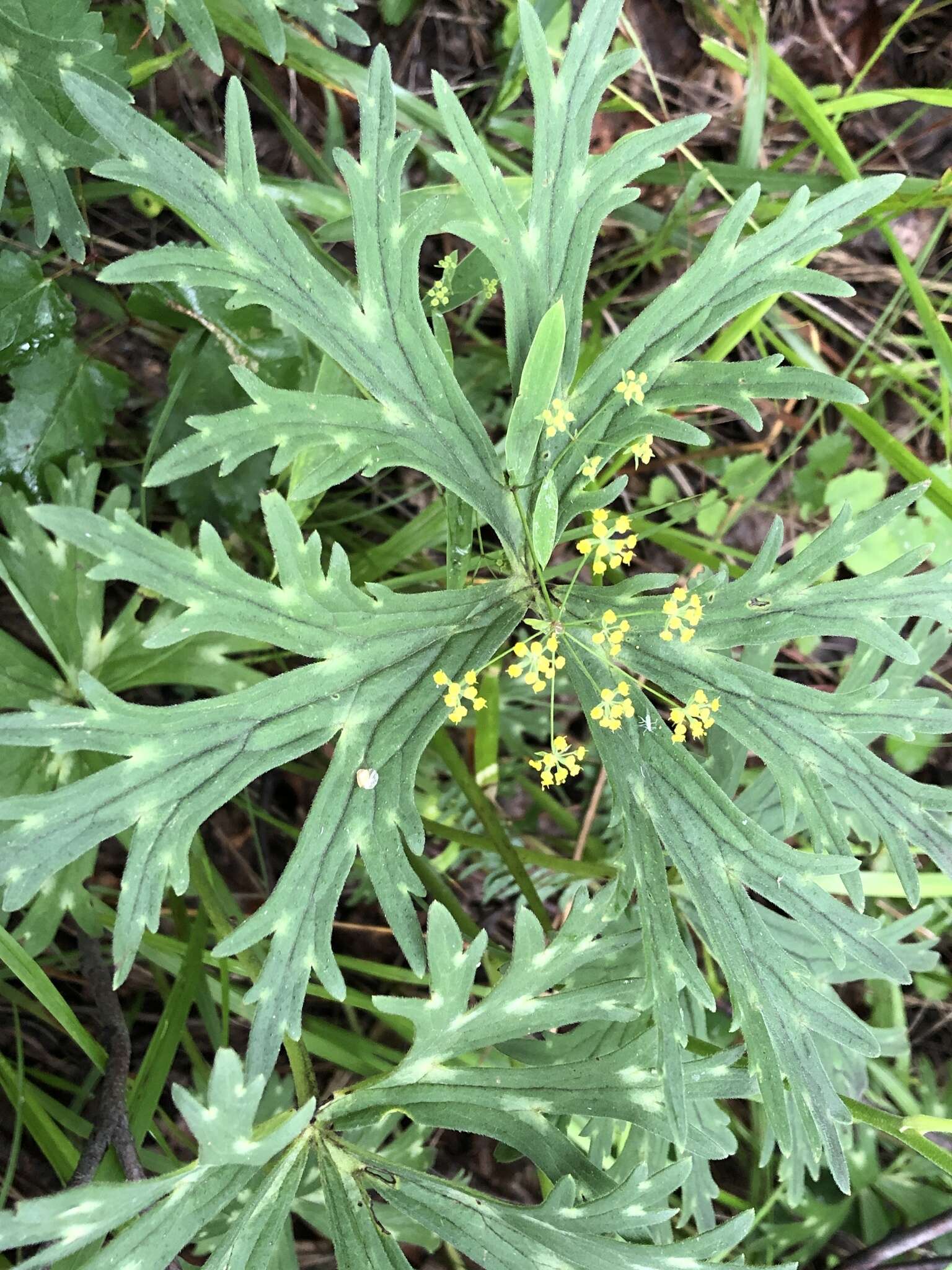 Слика од Aconitum barbatum var. puberulum Ledeb.