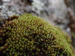 Image of grimmia dry rock moss