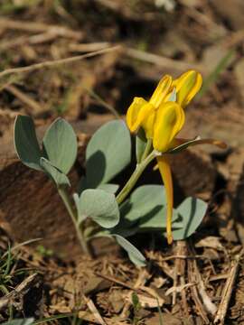 Imagem de Corydalis sewerzowii Regel