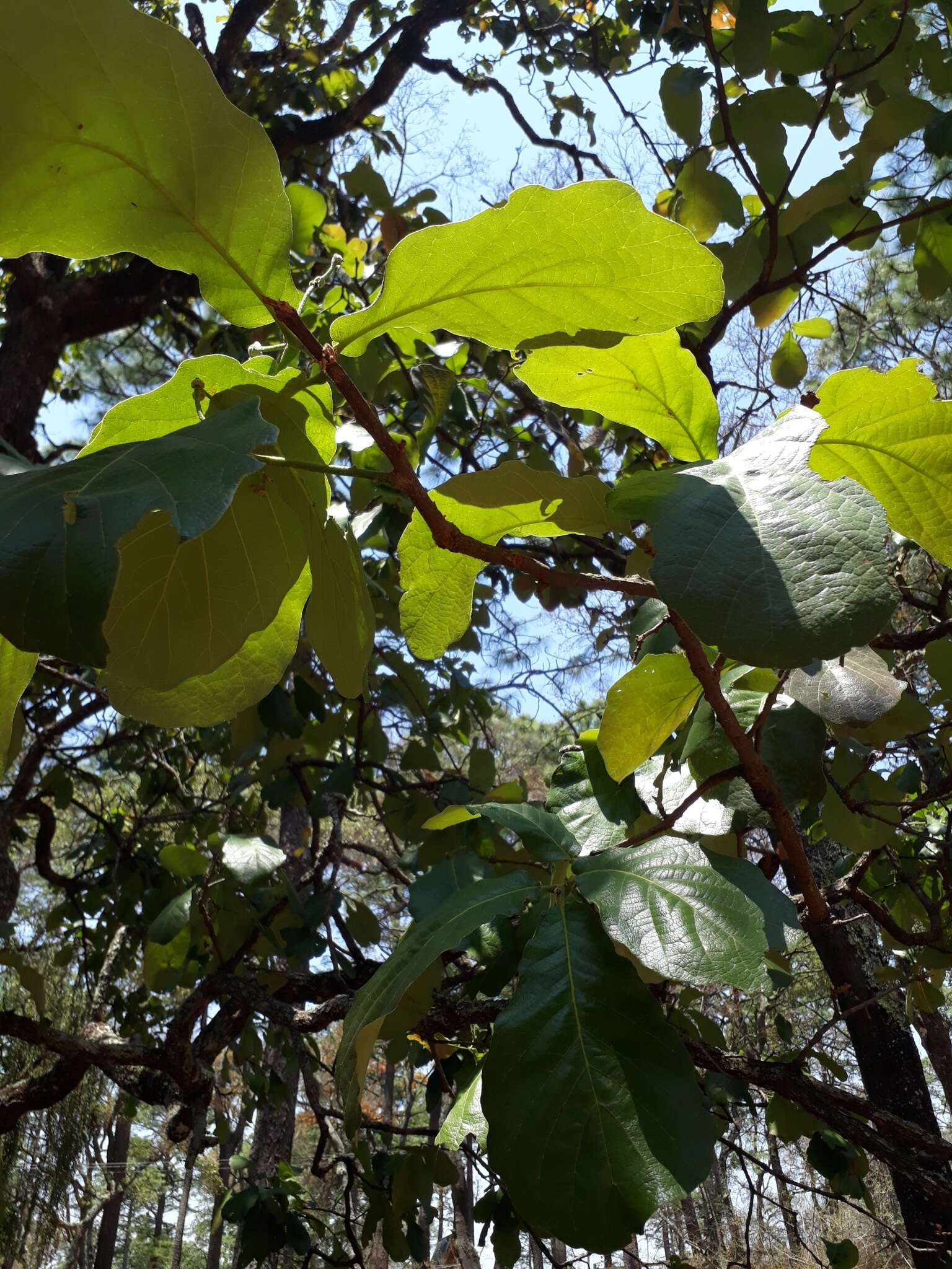 Image of Quercus obtusata Bonpl.