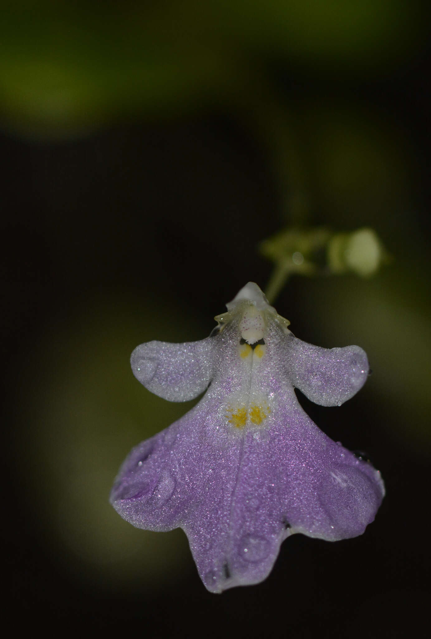 Image of Impatiens agumbeana V. Bhaskar & B. A. Razi