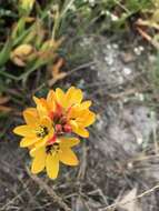 Image of Ixia dubia Vent.