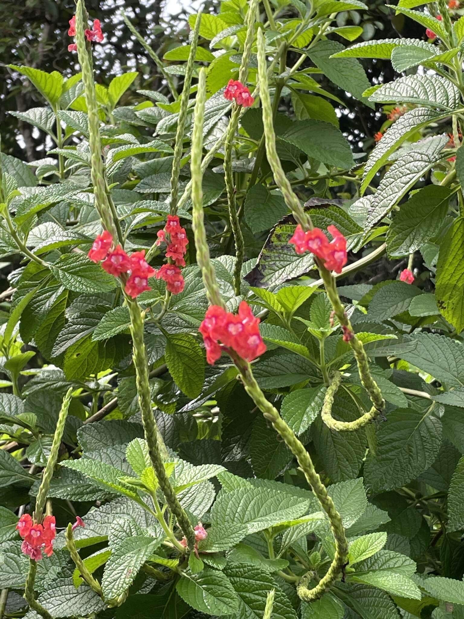 Sivun Stachytarpheta mutabilis (Jacq.) Vahl kuva