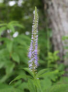 Image de Veronicastrum japonicum (Nakai) T. Yamazaki