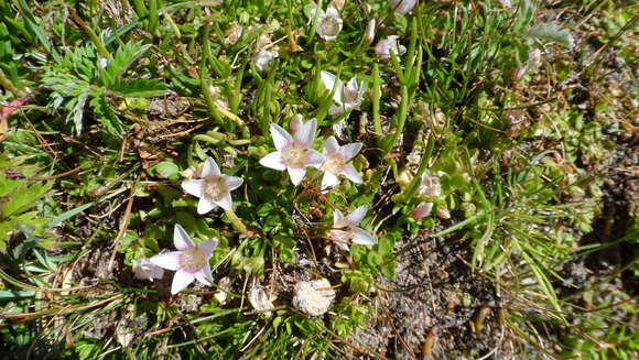 Image of Lysimachia alternifolia (Cav.)