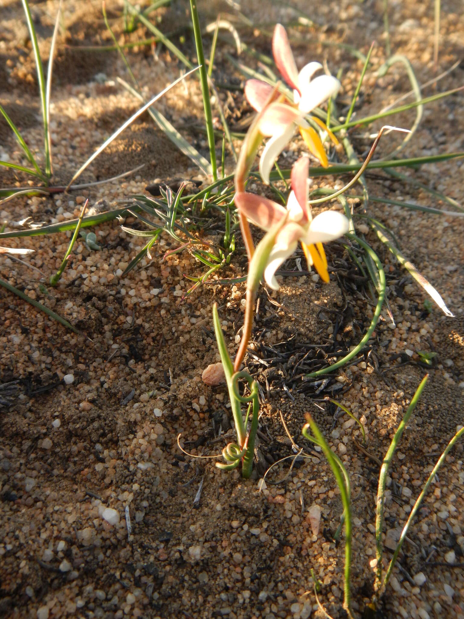 Image of Hesperantha bachmannii Baker