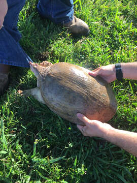 Image of Florida Softshell Turtle