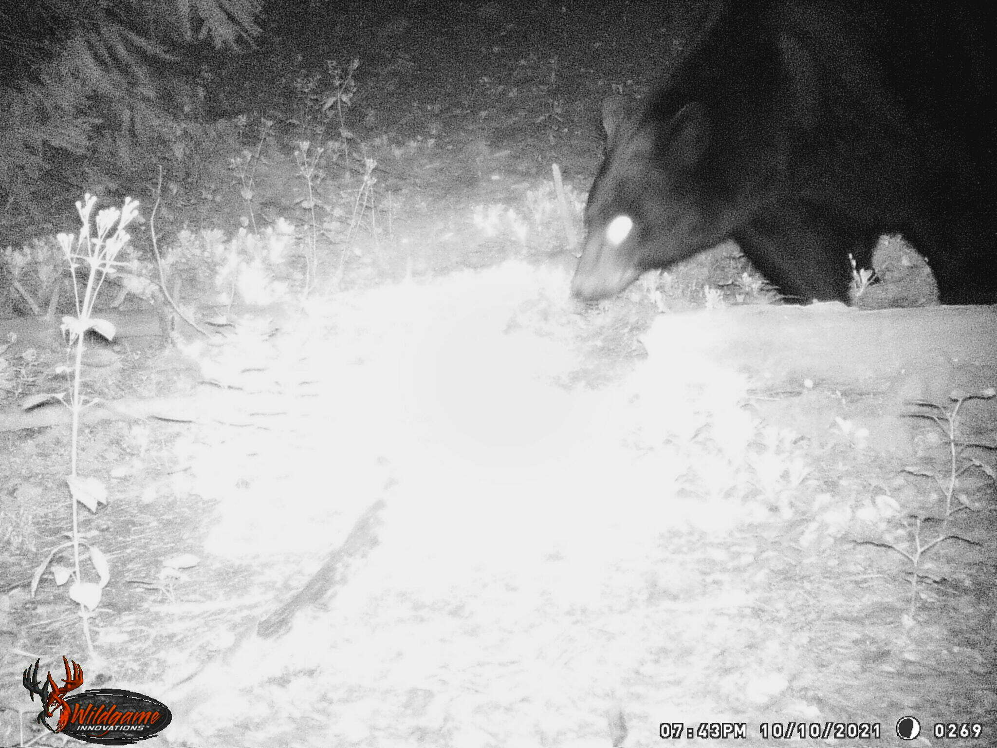 Image of West Mexican Black Bear