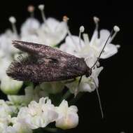 Image of Phaulernis dentella Zeller 1839