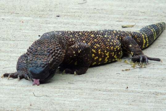 Image of Mexican Beaded Lizard