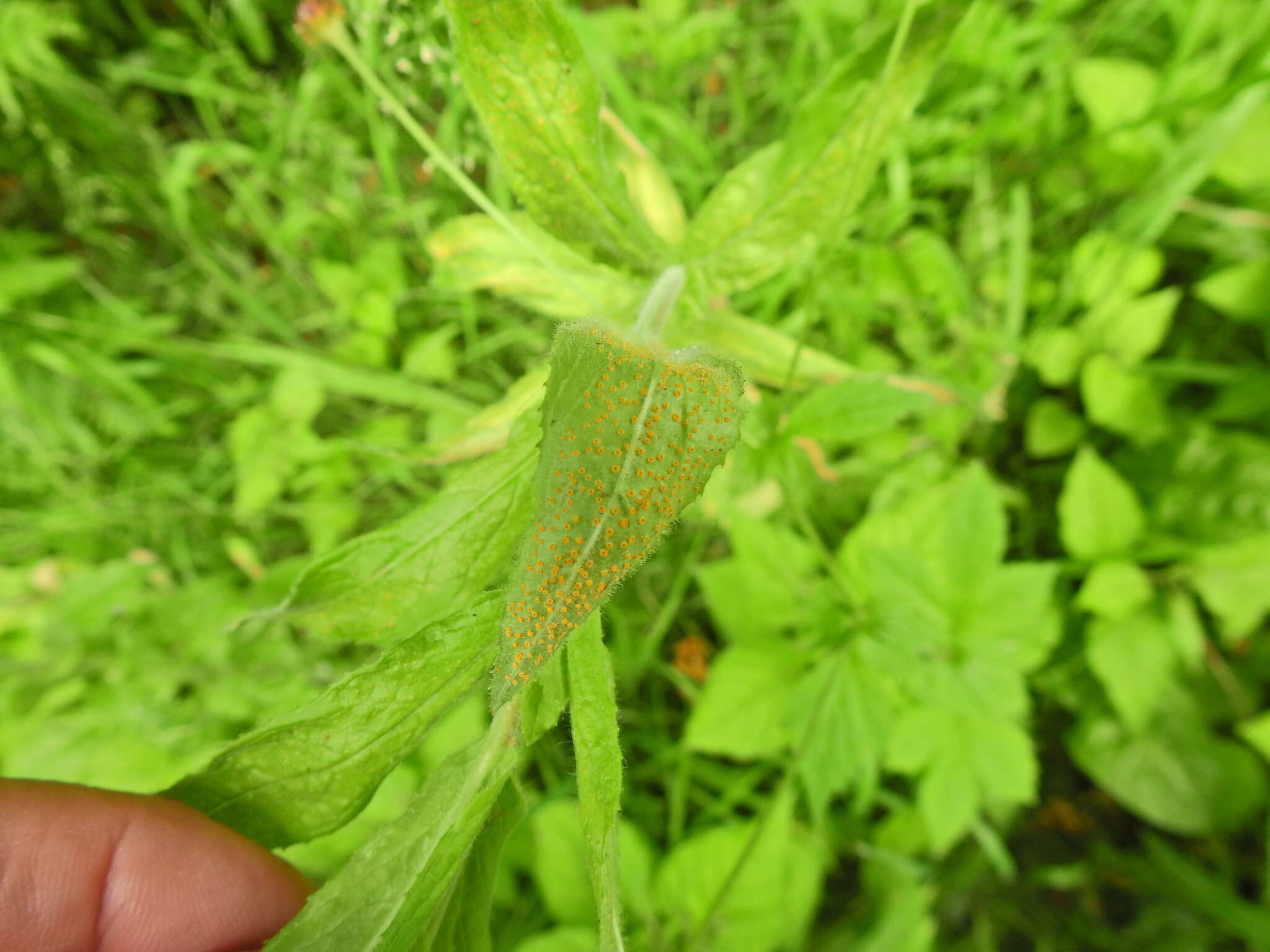 Imagem de Puccinia pulverulenta Grev. 1824