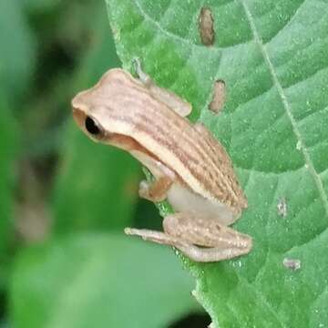 Image of Dendropsophus nanus (Boulenger 1889)