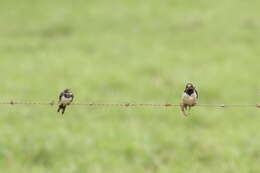 صورة Hirundo rustica rustica Linnaeus 1758