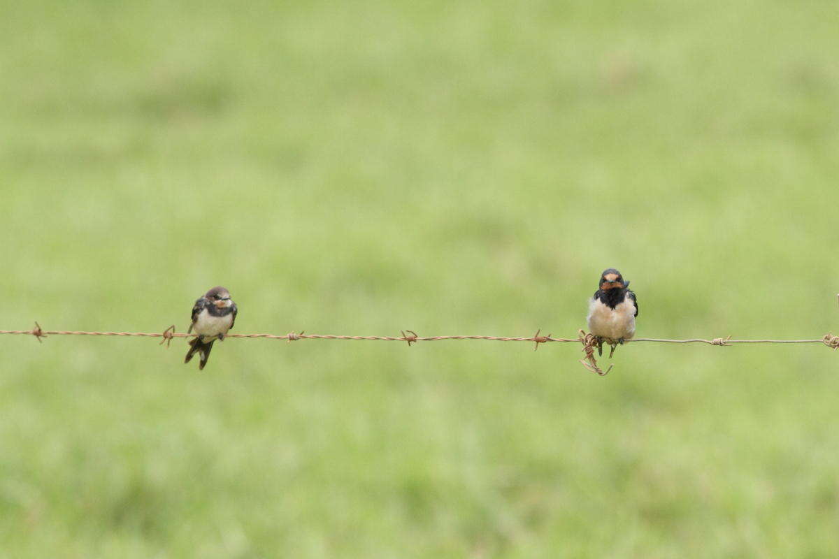 صورة Hirundo rustica rustica Linnaeus 1758