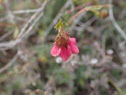 Image of Hermannia bicolor Dinter & Engl.