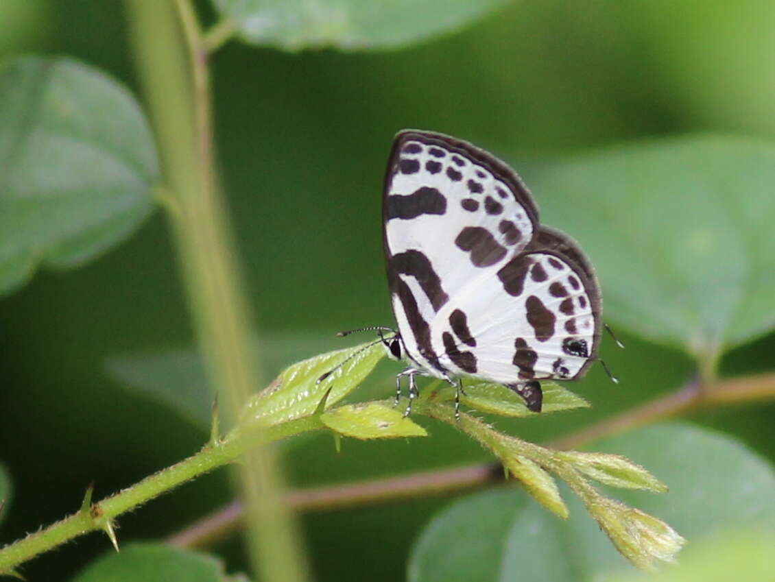 Image of banded blue Pierrot