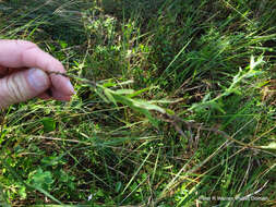 Image of Wahlenbergia krebsii subsp. krebsii