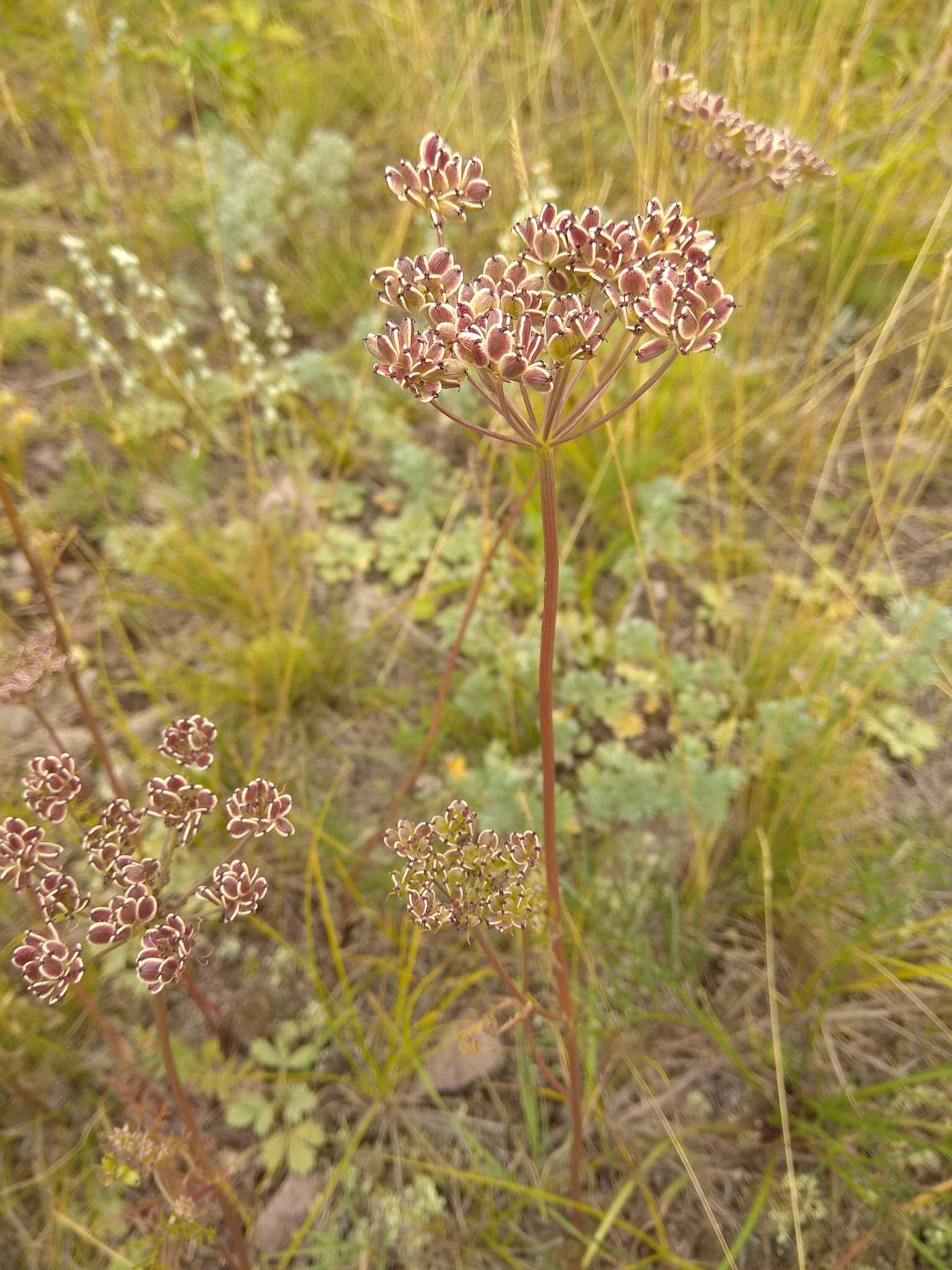 Image of Peucedanum vaginatum Ledeb.