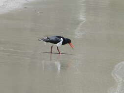 Image of Australian Pied Oystercatcher