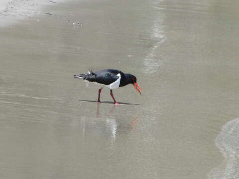 Image of Australian Pied Oystercatcher