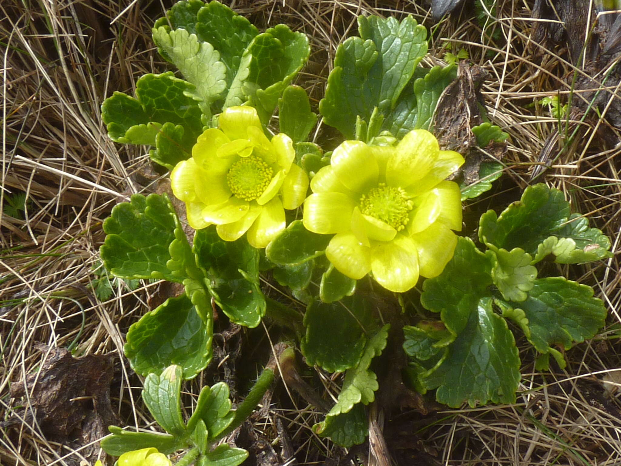 Image of Ranunculus nivicolus Hook.