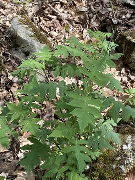 Image of Tennessee leafcup