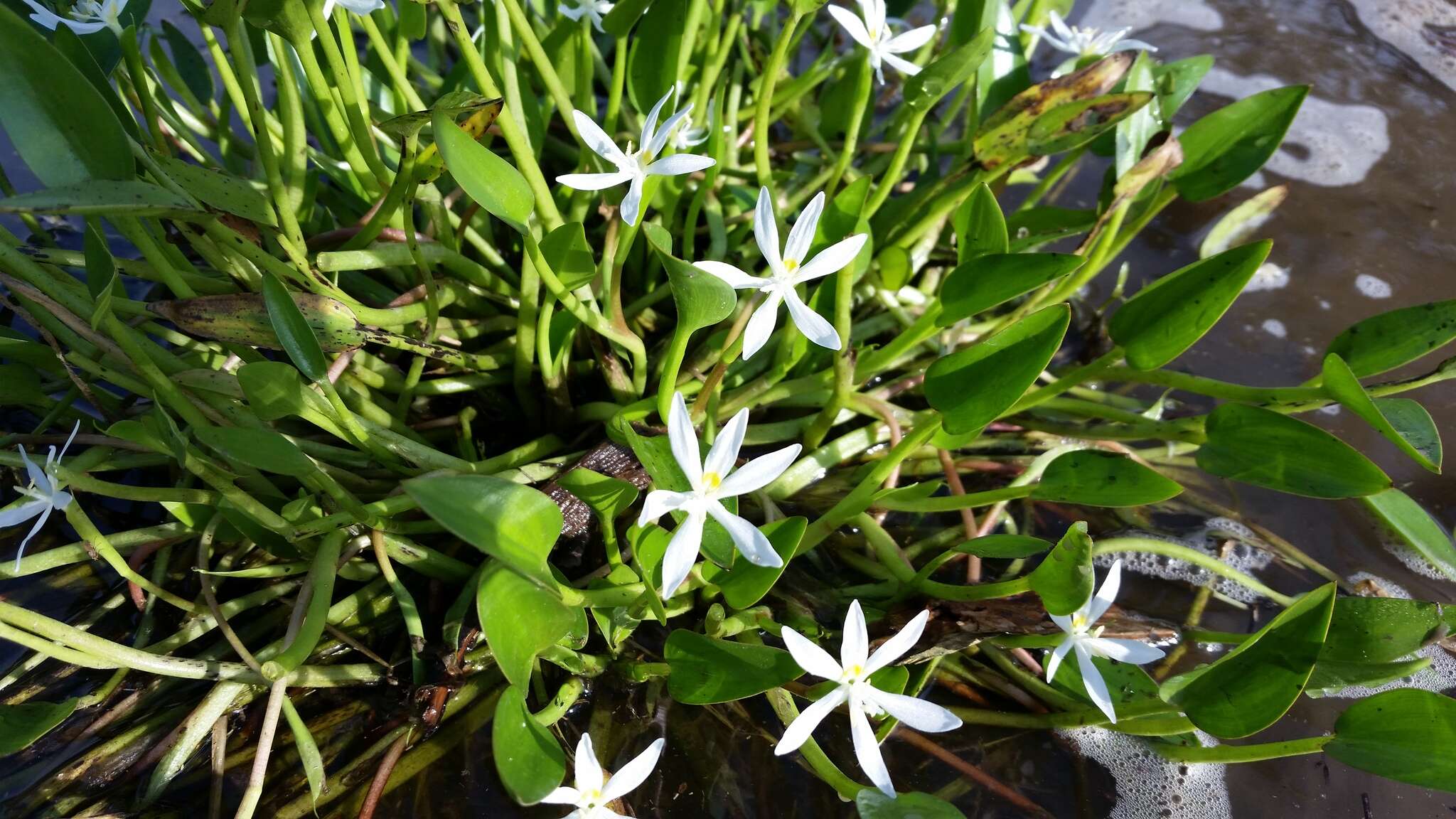 Heteranthera limosa (Sw.) Willd. resmi