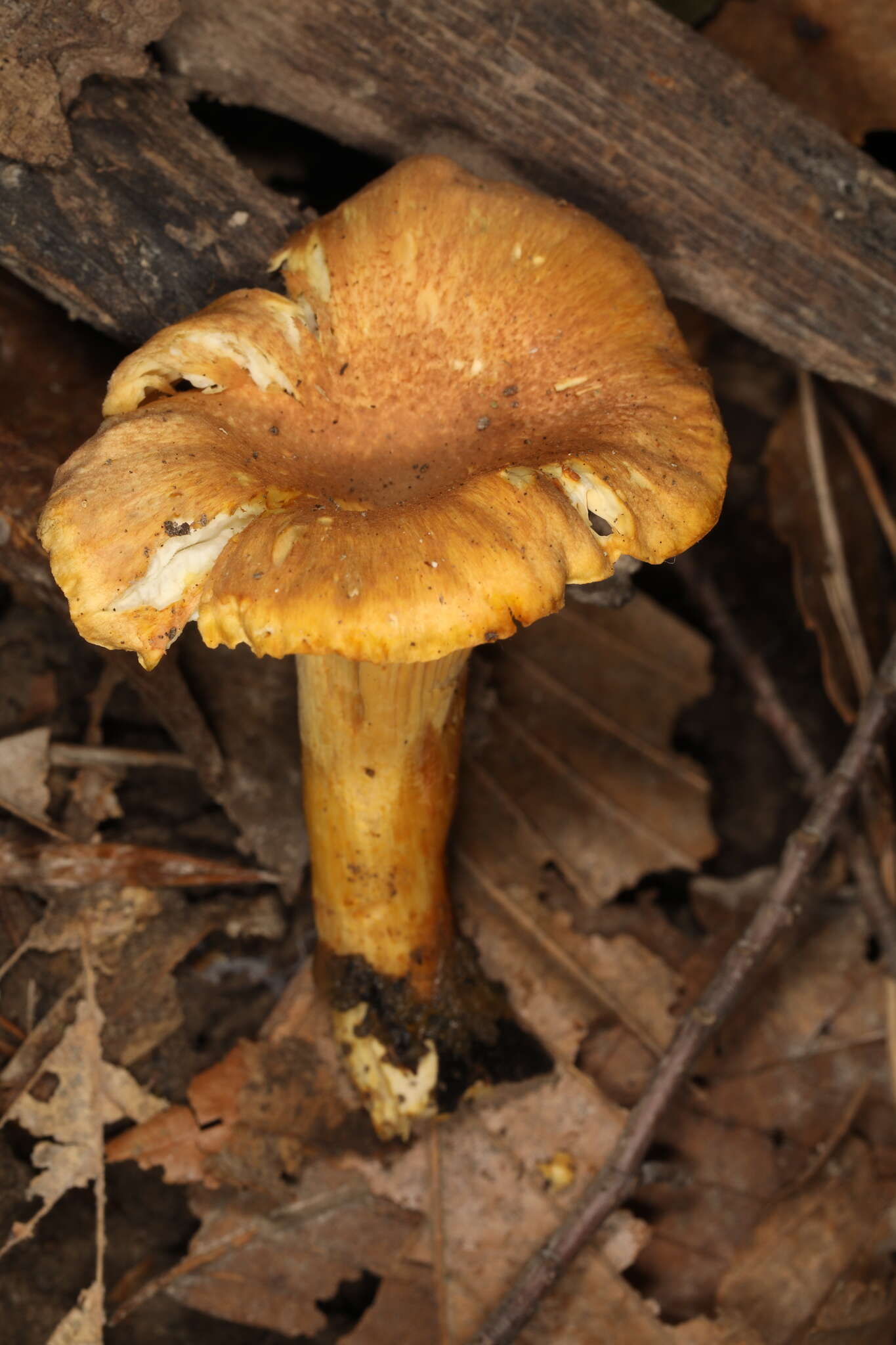 Plancia ëd Cantharellus lewisii Buyck & V. Hofst. 2011