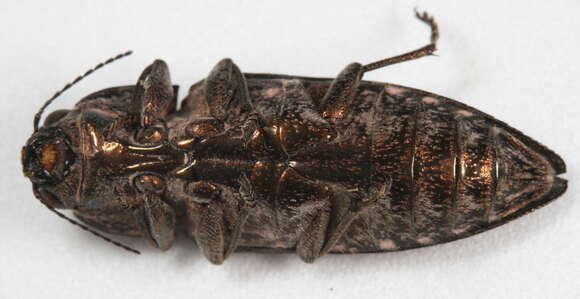 Chalcophora virginiensis (Drury 1770)的图像