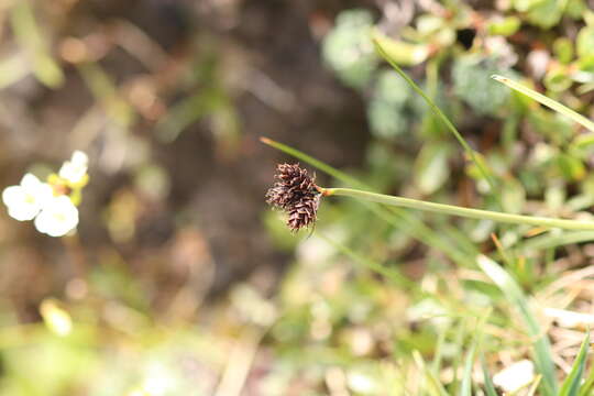 Image of Carex parviflora Host