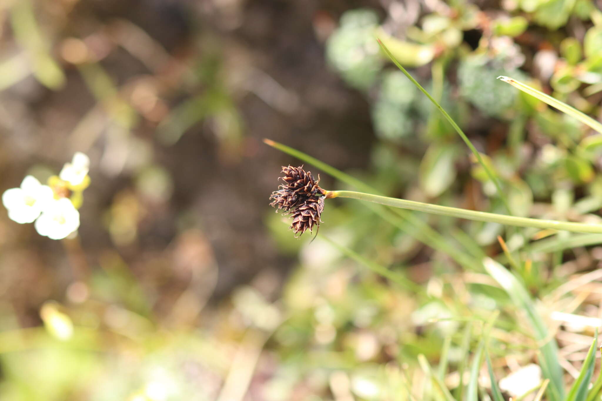 Imagem de Carex parviflora Host