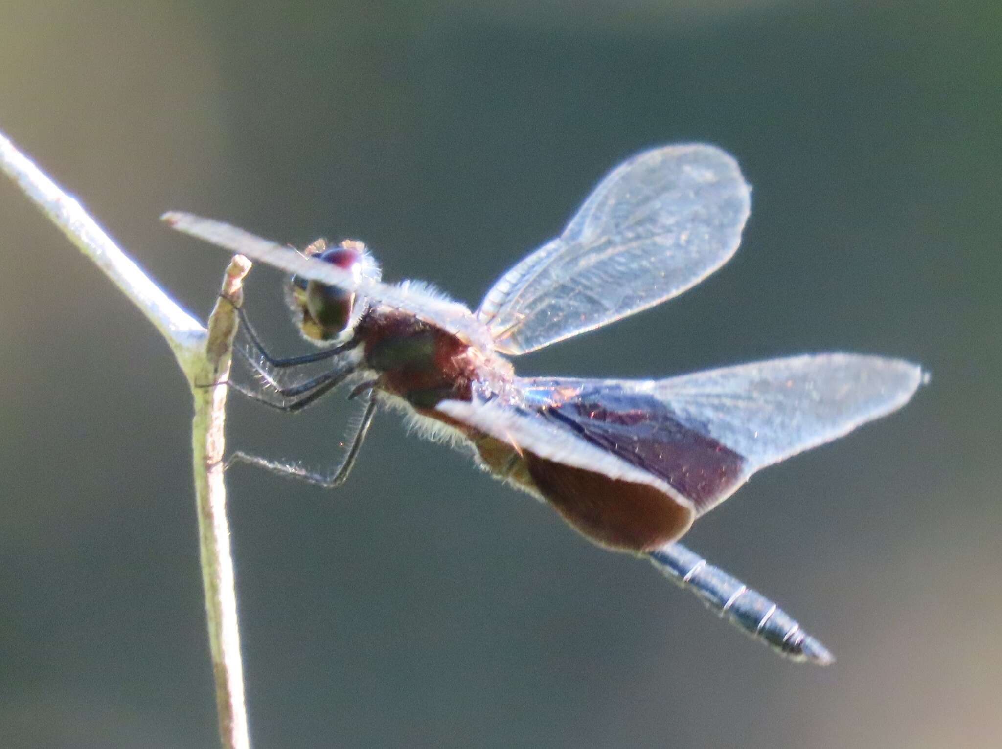 Image of Phantom Flutterer