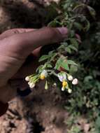 Image of Solanum appendiculatum Humb. & Bonpl. ex Dun.