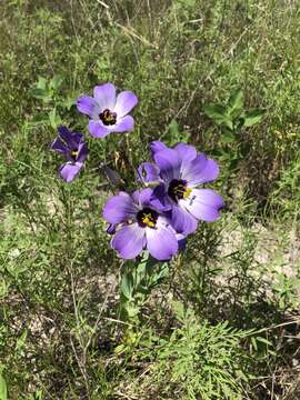 Image of showy prairie gentian