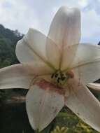 Image of Chinese Lily