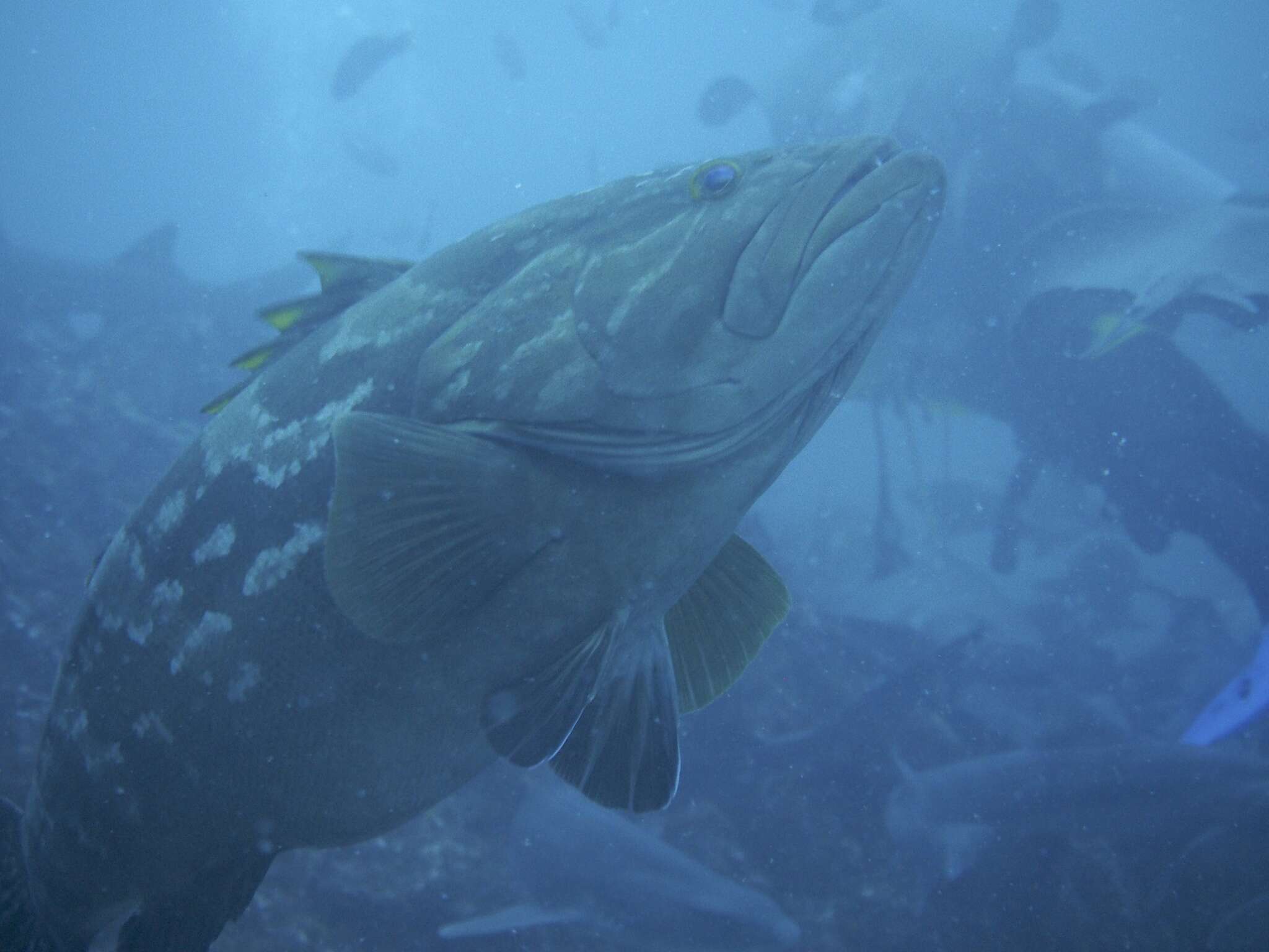 Image of Kelp Grouper