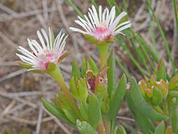 Image of Delosperma lineare L. Bol.