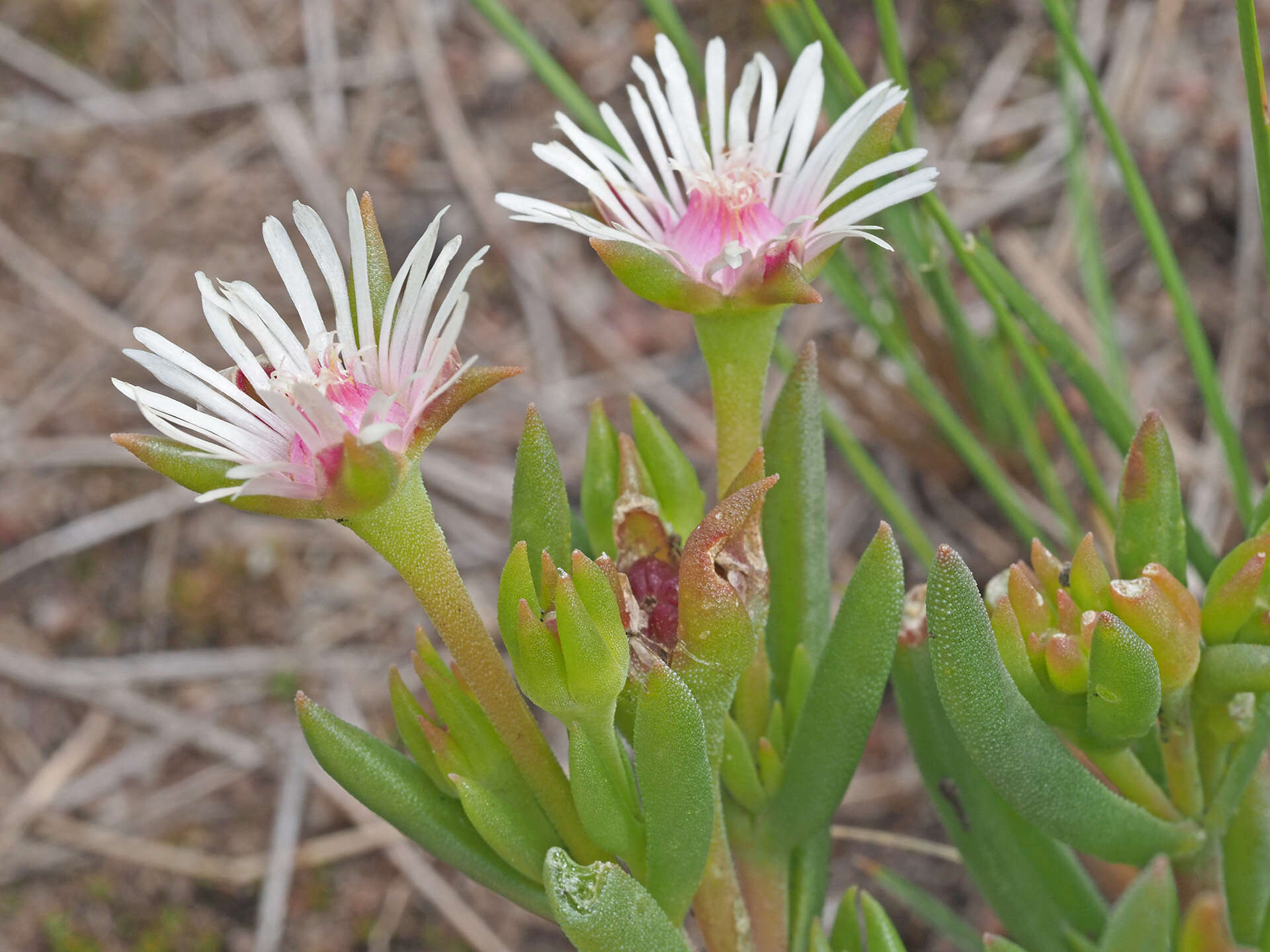 Image of Delosperma lineare L. Bol.